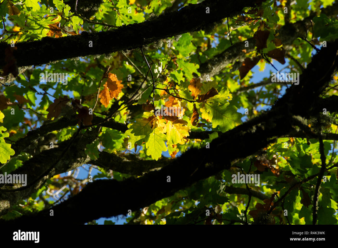 Autumn leaves on oak hi-res stock photography and images - Alamy