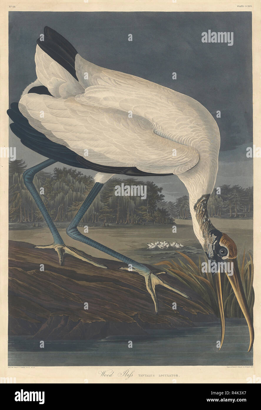 Wood Ibis. Dated: 1834. Medium: hand-colored engraving and aquatint on Whatman wove paper. Museum: National Gallery of Art, Washington DC. Author: Robert Havell after John James Audubon. Stock Photo