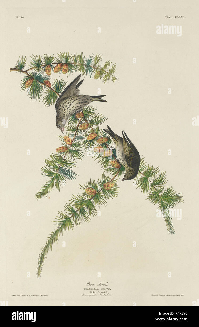 Pine Finch. Dated: 1833. Medium: hand-colored etching and aquatint on Whatman paper. Museum: National Gallery of Art, Washington DC. Author: Robert Havell after John James Audubon. AUDUBON, JOHN JAMES. Stock Photo
