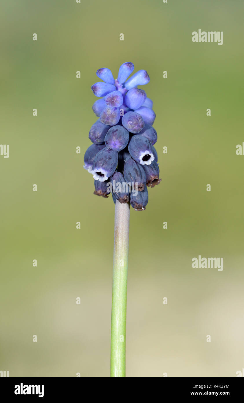 Dark Grape Hyacinth - Muscari neglecta Stock Photo