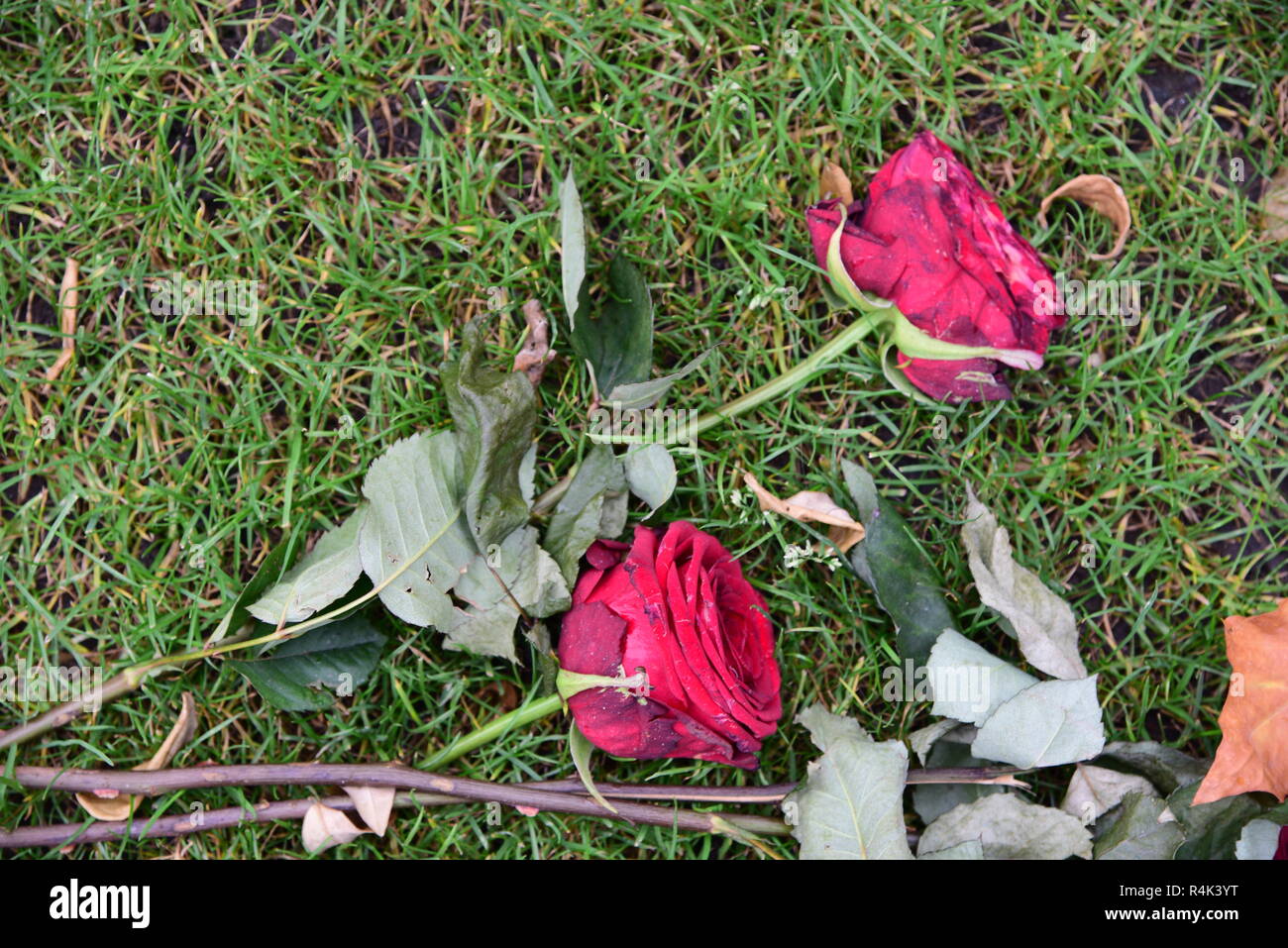 Wilting Red Roses Stock Photo Alamy