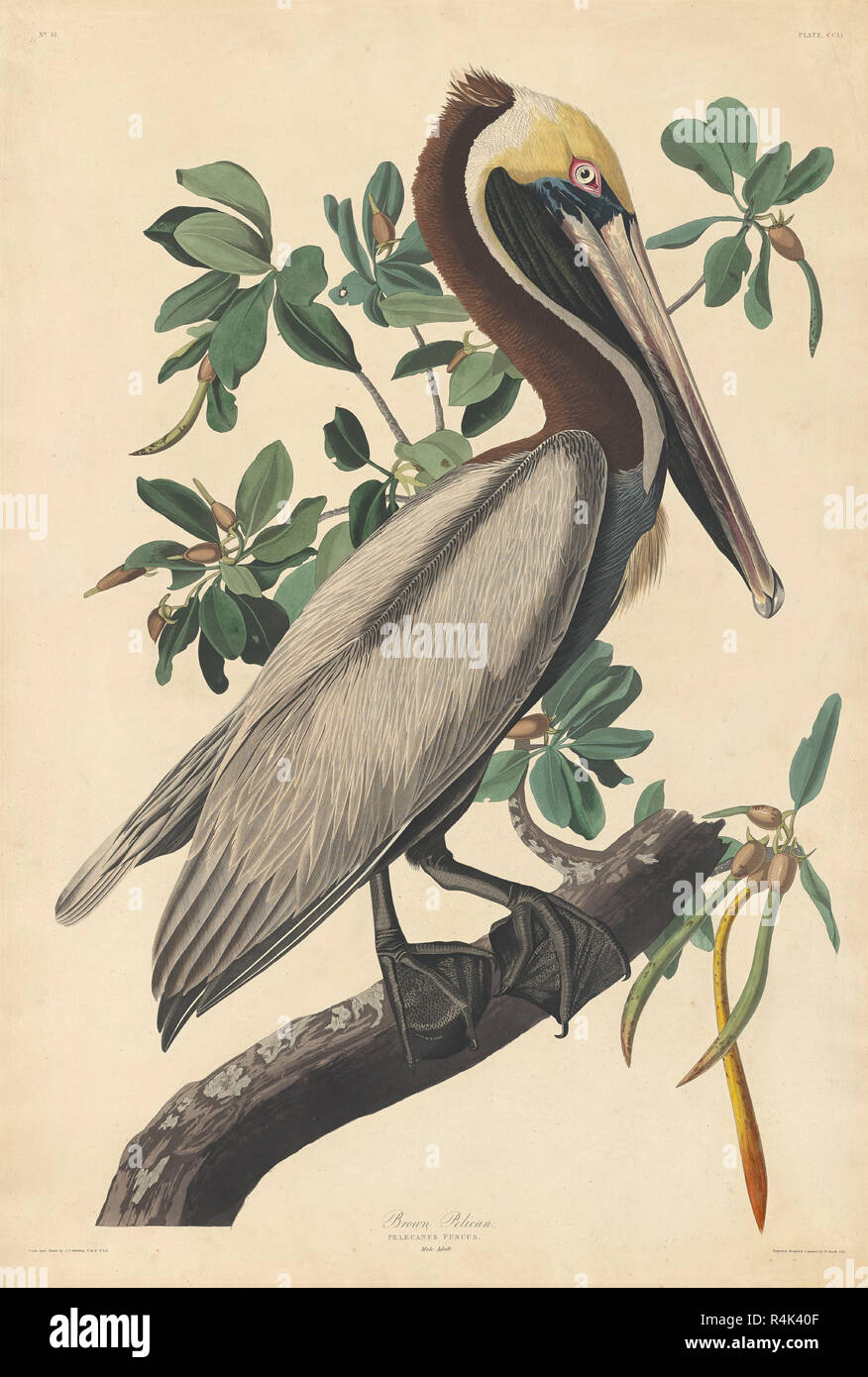 Brown Pelican. Dated: 1835. Dimensions: sheet: 100.3 x 67.3 cm (39 1/2 x 26 1/2 in.). Medium: hand-colored etching and aquatint on Whatman paper. Museum: National Gallery of Art, Washington DC. Author: Robert Havell after John James Audubon. John James Audubon. ROBERT HAVELL DER JÜNGERE. AUDUBON, JOHN JAMES. Stock Photo