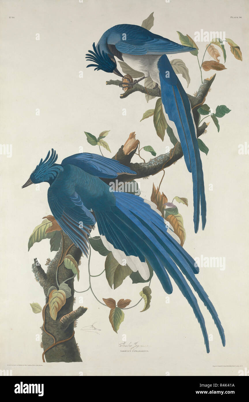 Columbia Jay. Dated: 1830. Dimensions: plate: 97 x 64 cm (38 3/16 x 25 3/16 in.)  sheet: 99.7 x 66.7 cm (39 1/4 x 26 1/4 in.). Medium: hand-colored etching and aquatint on Whatman paper. Museum: National Gallery of Art, Washington DC. Author: Robert Havell after John James Audubon. John James Audubon. ROBERT HAVELL DER JÜNGERE. Stock Photo
