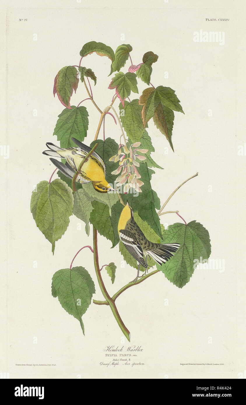 Hemlock Warbler. Dated: 1832. Medium: hand-colored etching and aquatint on Whatman paper. Museum: National Gallery of Art, Washington DC. Author: Robert Havell after John James Audubon. John James Audubon. ROBERT HAVELL DER JÜNGERE. AUDUBON, JOHN JAMES. Stock Photo