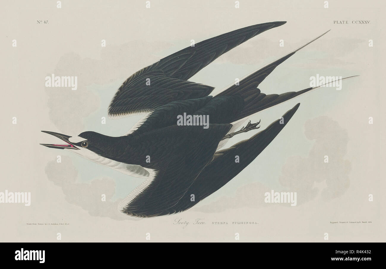 Sooty Tern. Dated: 1834. Medium: hand-colored etching and aquatint on Whatman paper. Museum: National Gallery of Art, Washington DC. Author: Robert Havell after John James Audubon. AUDUBON, JOHN JAMES. Stock Photo