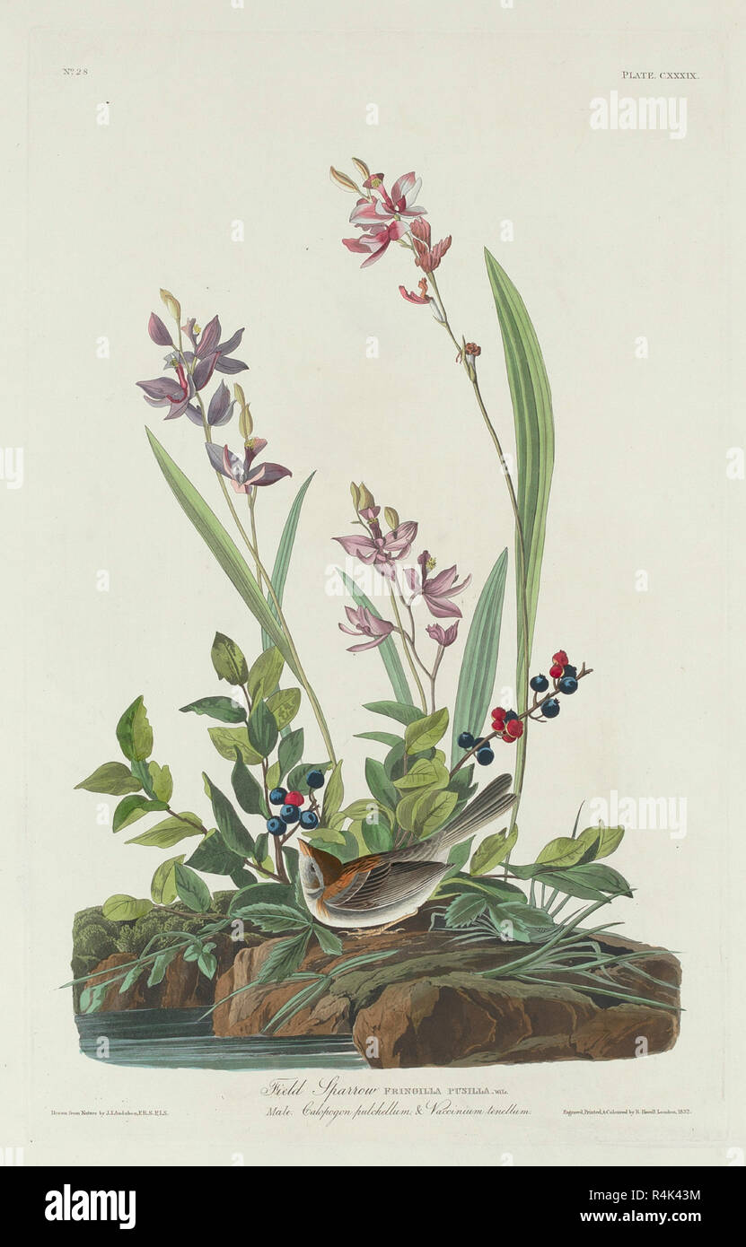 Field Sparrow. Dated: 1832. Medium: hand-colored etching and aquatint on Whatman paper. Museum: National Gallery of Art, Washington DC. Author: Robert Havell after John James Audubon. Stock Photo