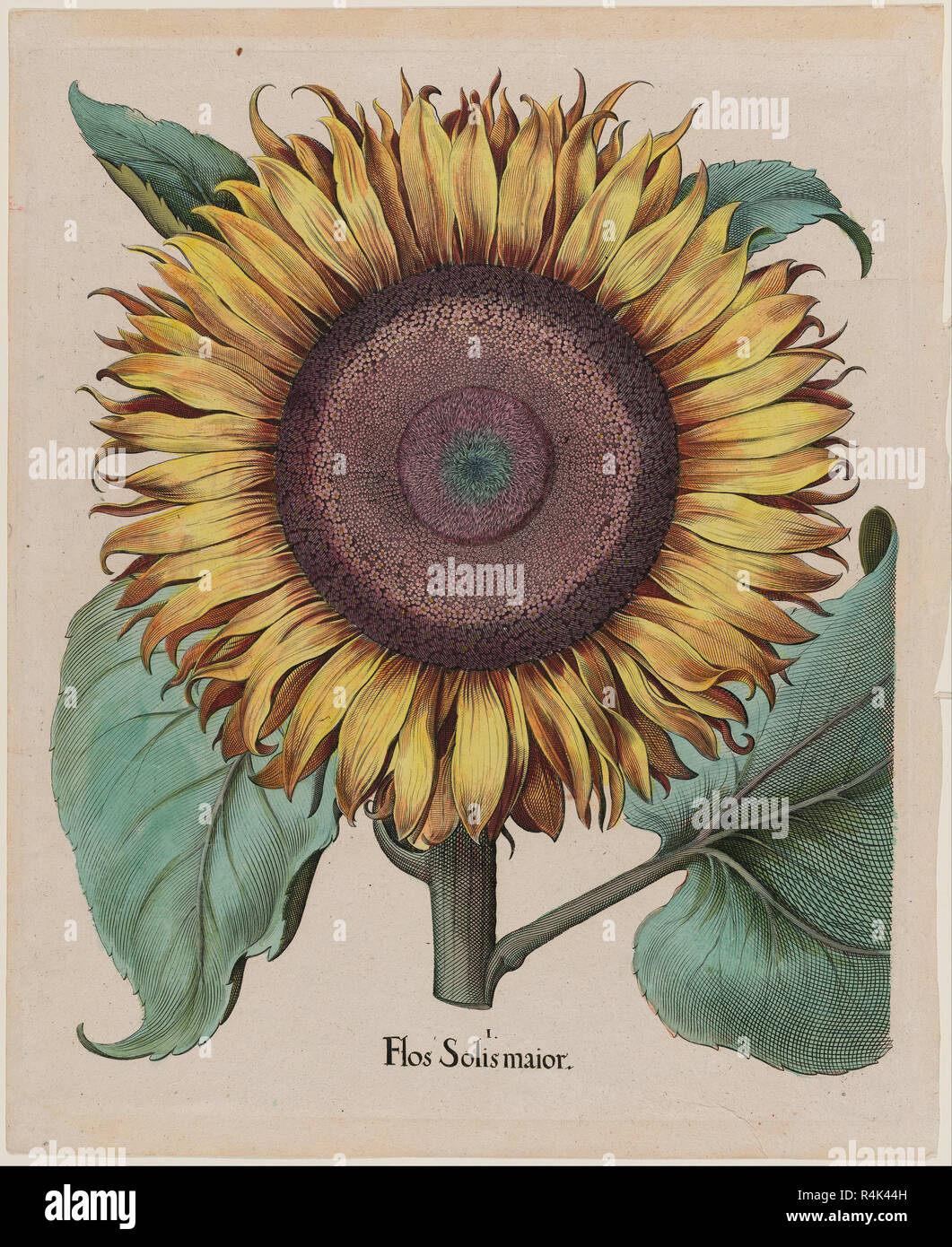 Large Sunflower (Flos Solis Maior), plate 1 from part 5, B. Besler, 'Hortus Eystettensis', 1713 edition. Date/Period: 1613 - 1713. Print. Engraving, hand-colored. Height: 520 mm (20.47 in); Width: 425 mm (16.73 in). Author: Unidentified Artist. ANONYMOUS. BESLER, BASILIUS. Stock Photo