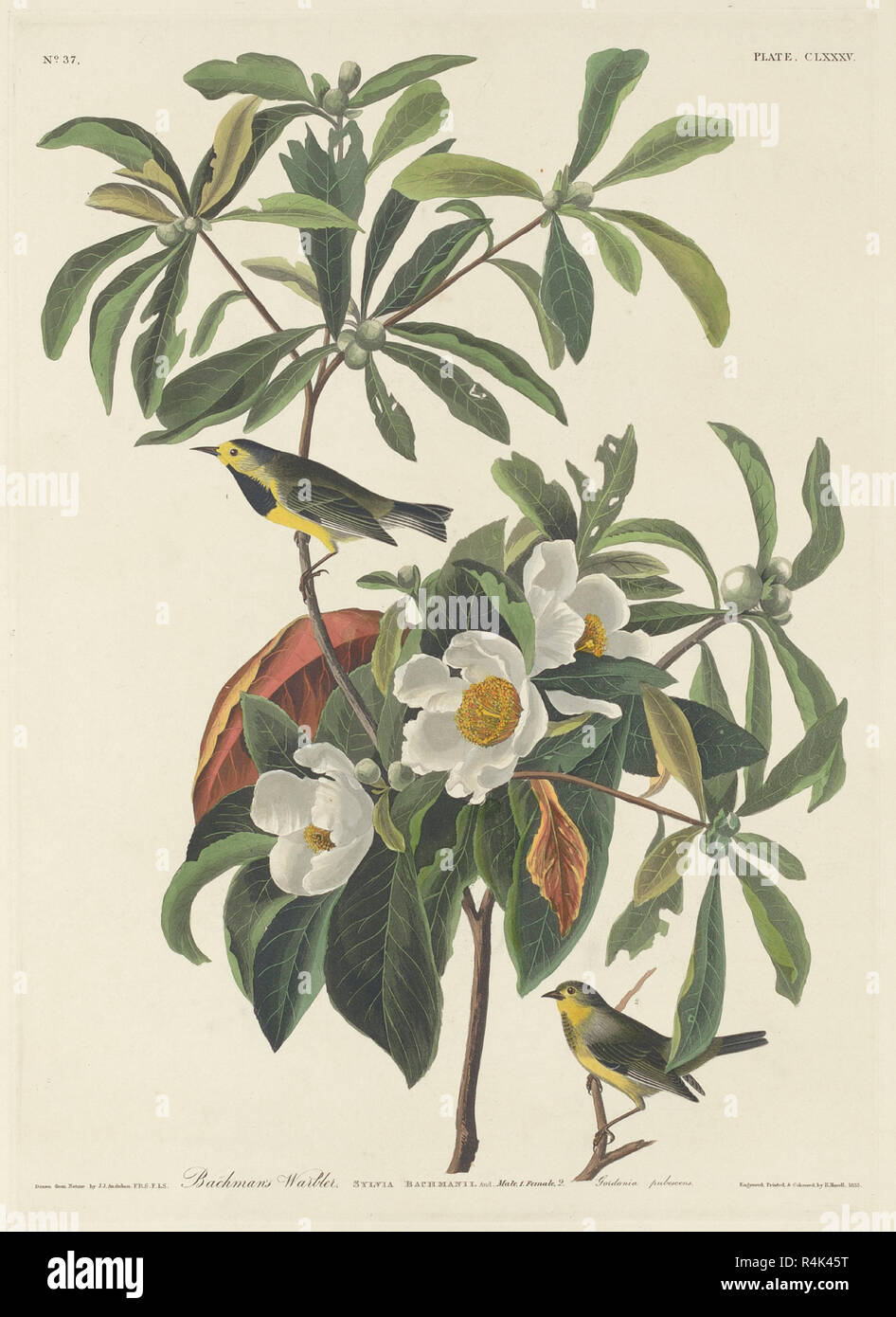 Bachman's Warbler. Dated: 1834. Medium: hand-colored etching and aquatint on Whatman paper. Museum: National Gallery of Art, Washington DC. Author: Robert Havell after John James Audubon. Stock Photo