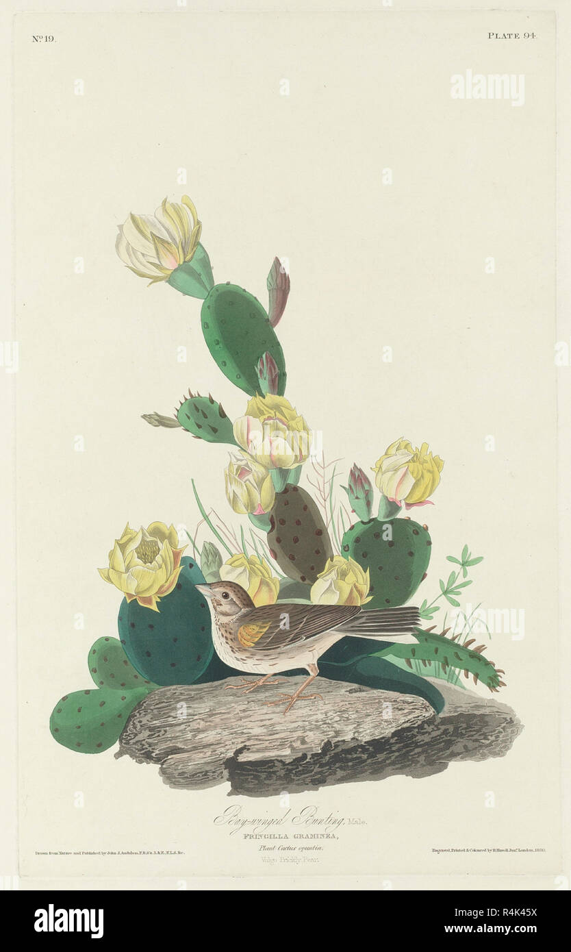 Bay-winged Bunting. Dated: 1830. Medium: hand-colored etching and aquatint on Whatman paper. Museum: National Gallery of Art, Washington DC. Author: Robert Havell after John James Audubon. Robert Havell. John James Audubon. Stock Photo