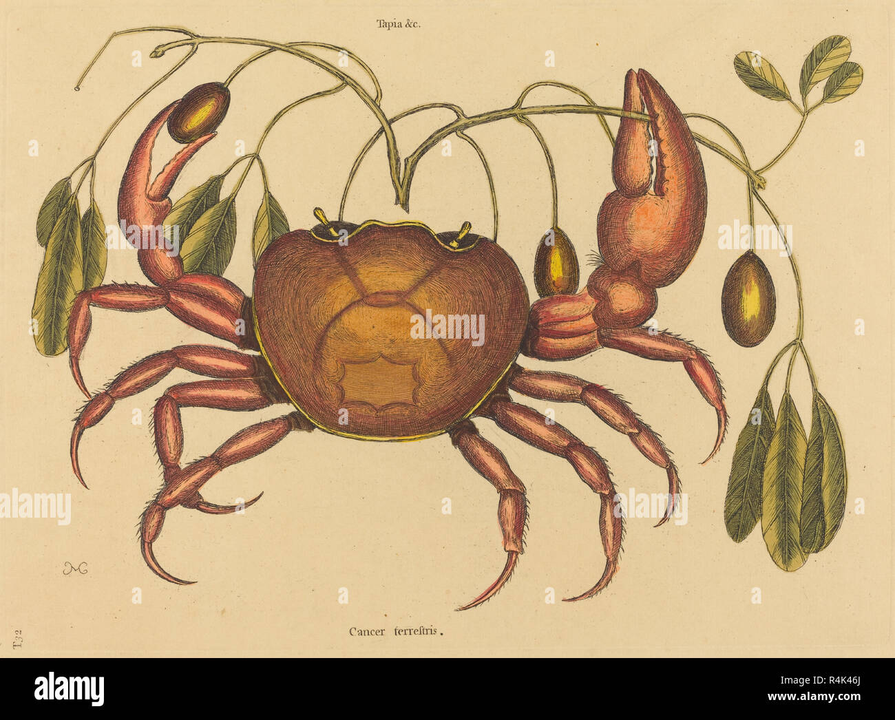 The Land-crab (Cancer ruricola). Dated: published 1731-1743. Dimensions: plate: 25.7 x 35.4 cm (10 1/8 x 13 15/16 in.)  sheet: 35.7 x 53 cm (14 1/16 x 20 7/8 in.). Medium: hand-colored engraving on laid paper. Museum: National Gallery of Art, Washington DC. Author: Mark Catesby. CATESBY, MARK. Stock Photo