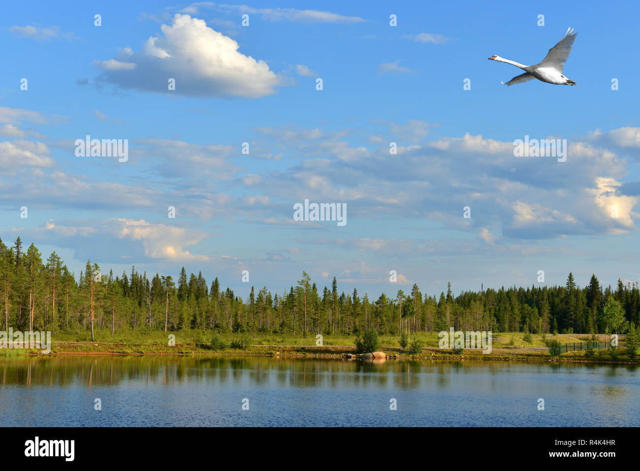 Summer landscape with north lake, flying swan and white cloud. Finnish Lapland Stock Photo