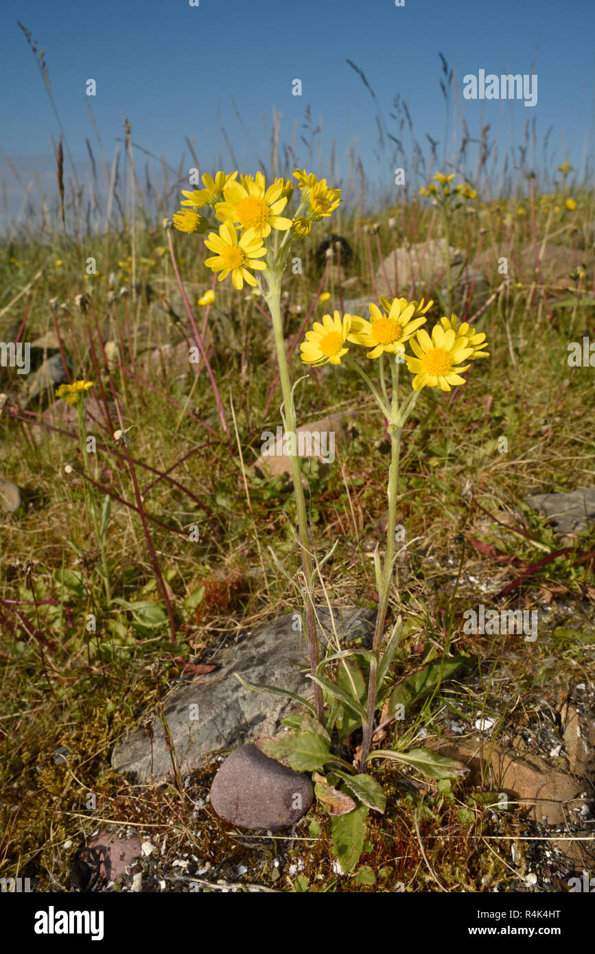 Field Fleawort - Tephroseris integrifolia subsp tundricola, Varanger, Norway Stock Photo
