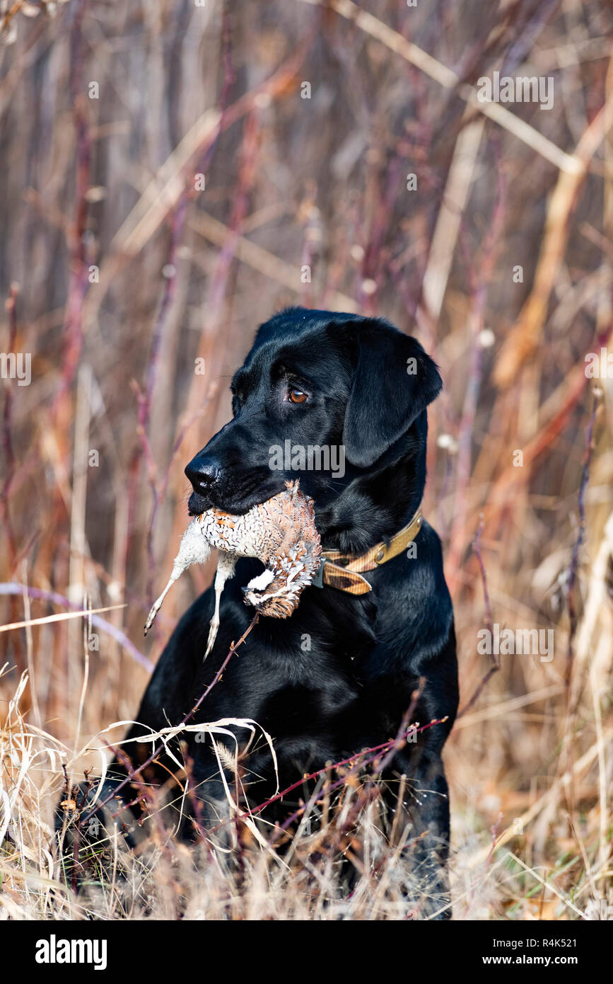 A Black Labrador retriever hunting dog with a Bobwhite Quail on a