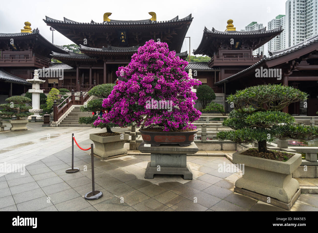Flowering bougainvillea bonsai tree at the Chi Lin Nunnery, Hong Kong, Diamond Hill Stock Photo