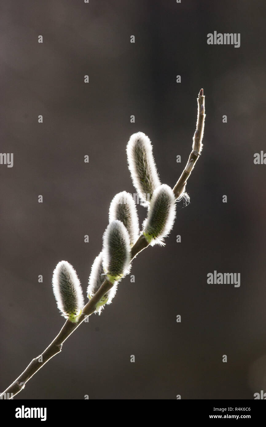 Willow buds in Spring Stock Photo