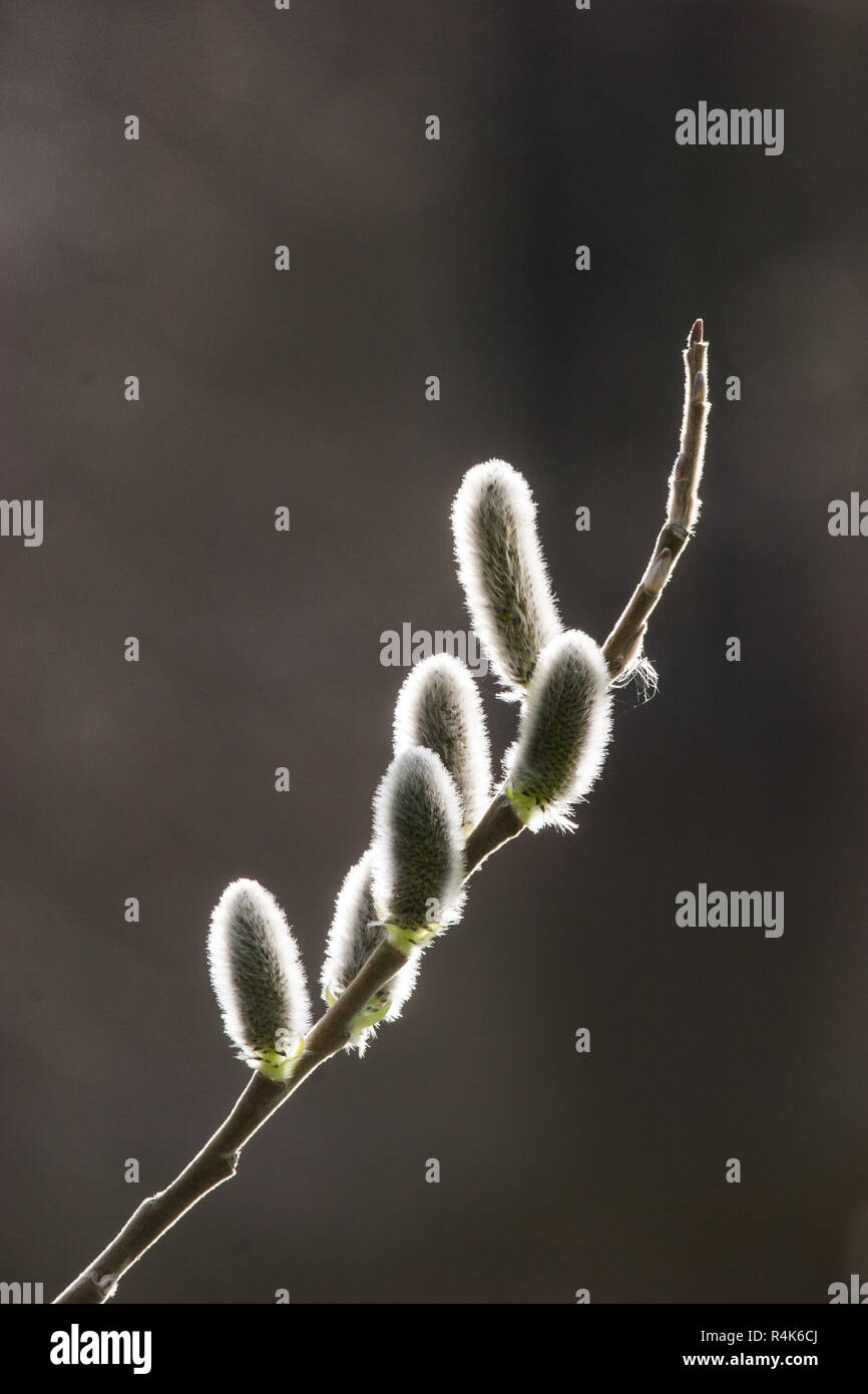 Willow buds in Spring Stock Photo