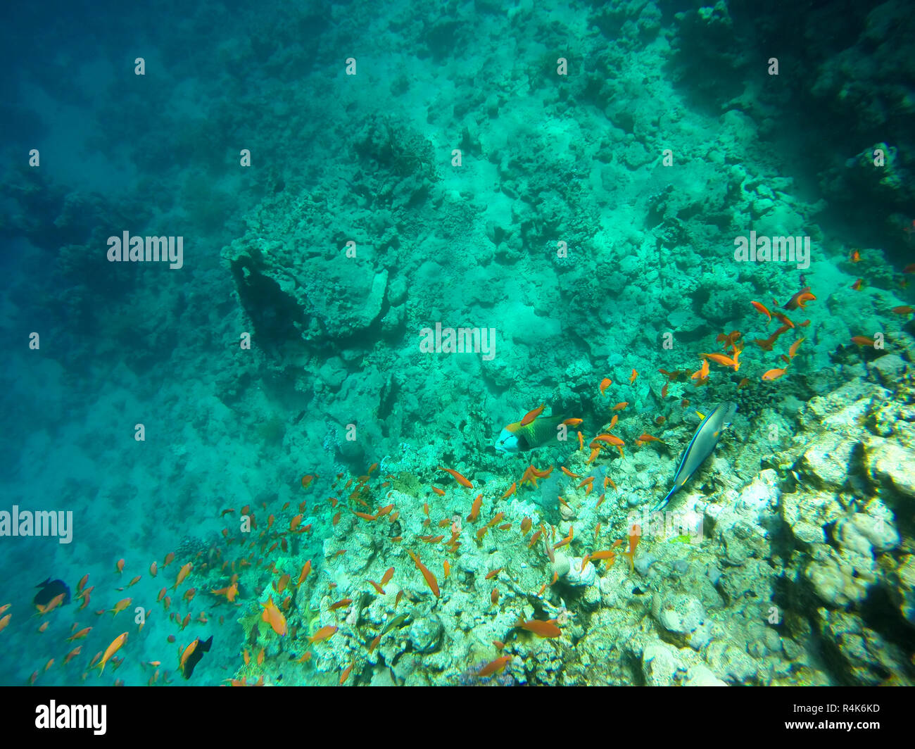coral reefs, vast diversity fish Stock Photo Alamy