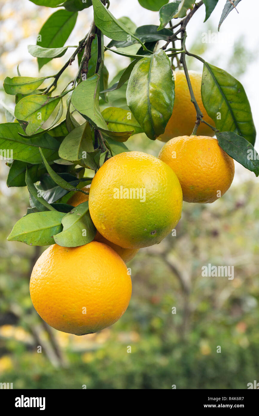 Orange tree citrus sinensis hires stock photography and images Alamy