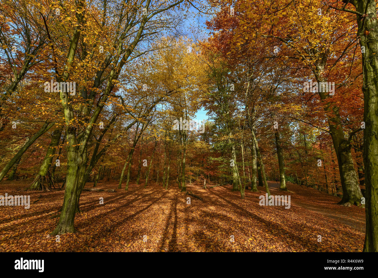 Autumnal wood, Grunewald, Berlin, Germany, Herbstlicher Wald, Deutschland Stock Photo
