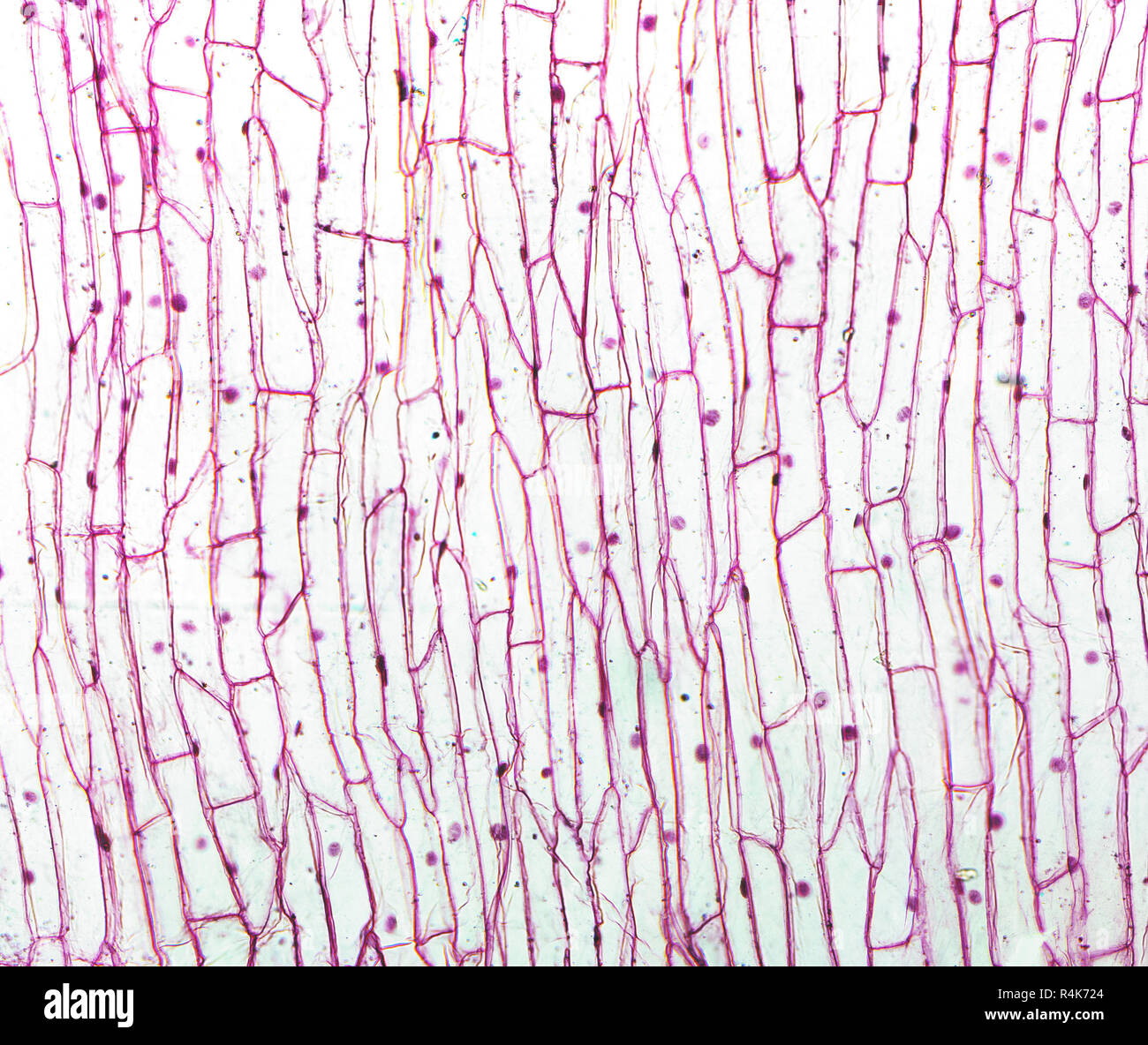 Onion skin cell hires stock photography and images Alamy
