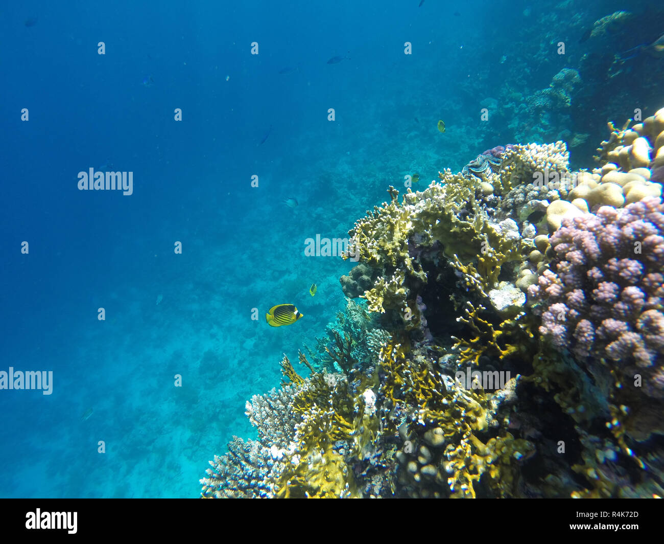 The beautiful fish of The Great Barrier Reef Stock Photo