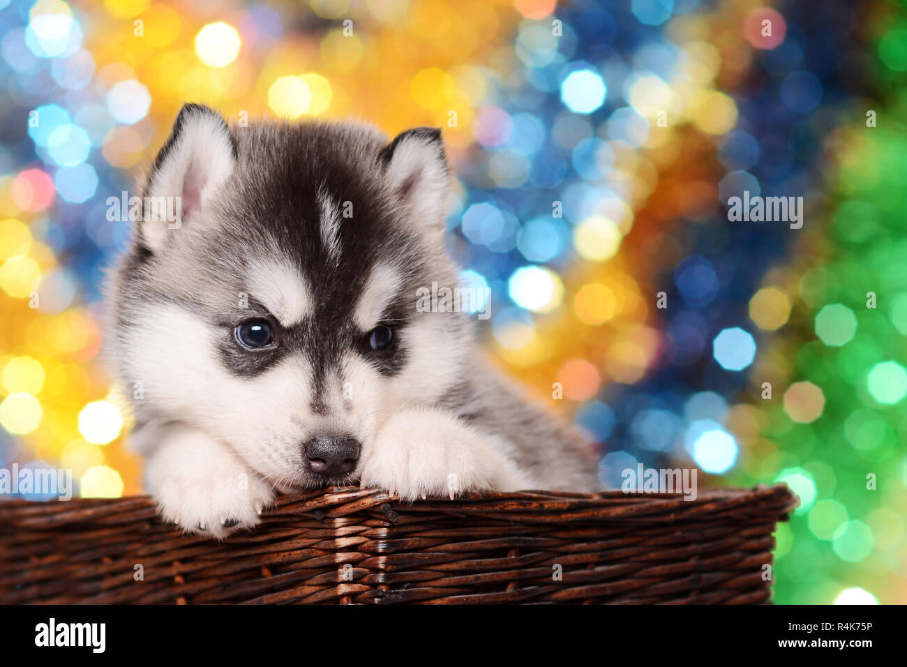 Cute puppy husky in brown basket blue yellow and green bokeh ...