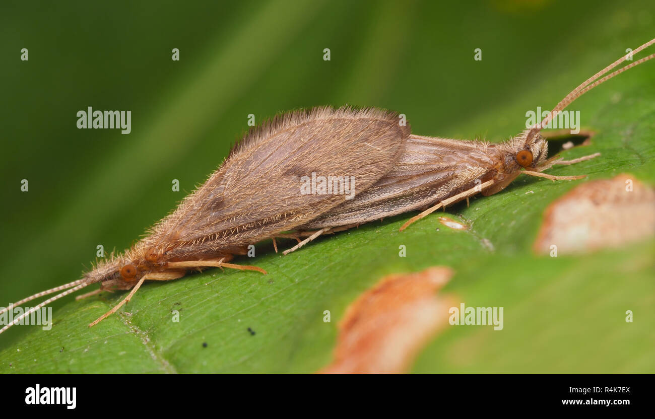 Pair of Caddisflies mating on a leaf. Tipperary, Ireland Stock Photo