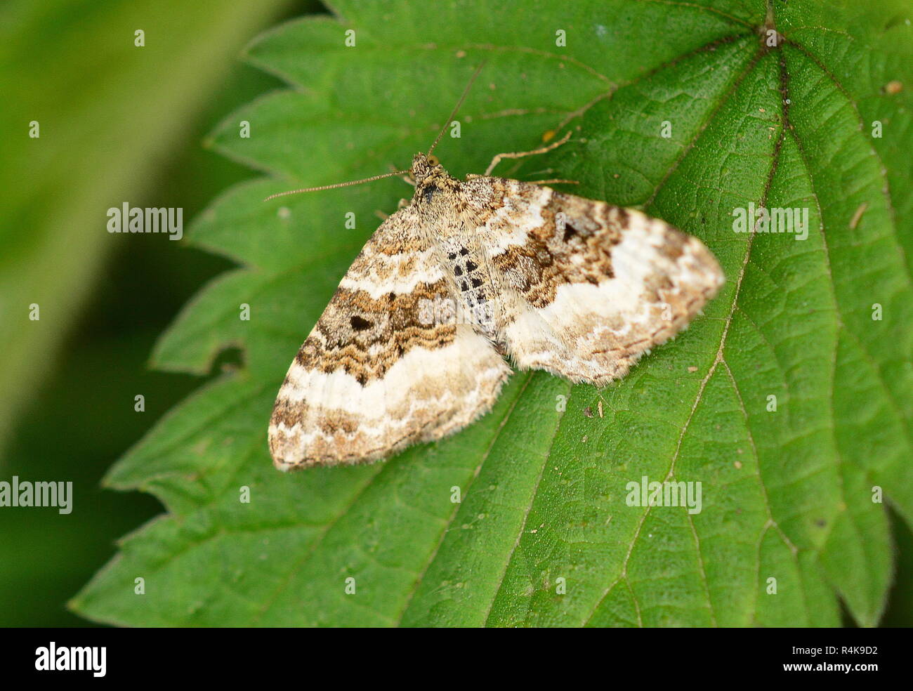 Common Carpet Moth Epirrhoe Alternata Stock Photo Alamy