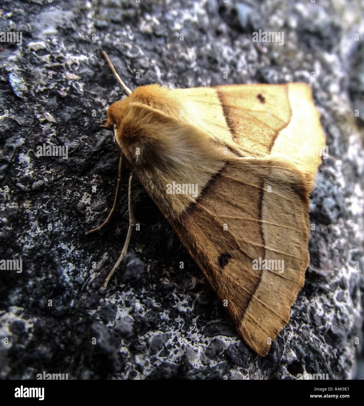 Scalloped Oak Moth -  Crocallis elinguaria Stock Photo