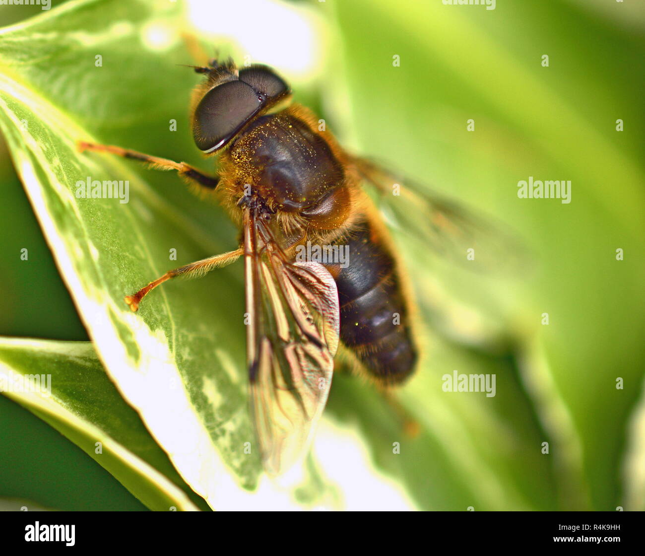 Tapered Drone Fly, Eristalis, bee-like but this insect doesn't sting Stock Photo