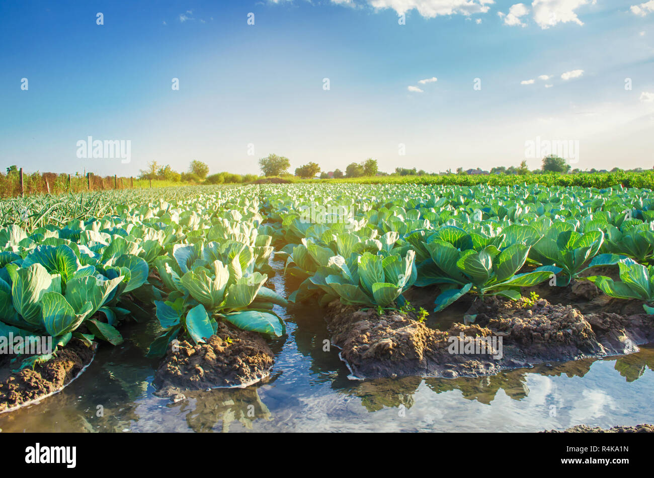 natural watering of agricultural crops, irrigation. cabbage plantations grow in the field. vegetable rows. farming agriculture Stock Photo
