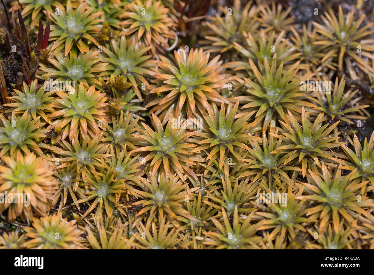 Aloe vera plants, tropical green plants tolerate hot weather Stock