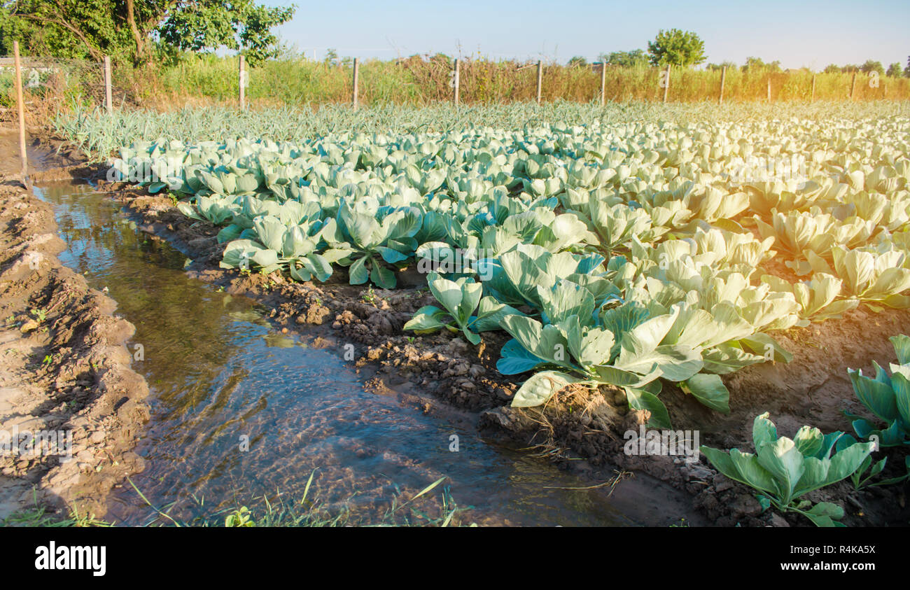 natural watering of agricultural crops, irrigation. cabbage plantations grow in the field. vegetable rows. farming agriculture Stock Photo