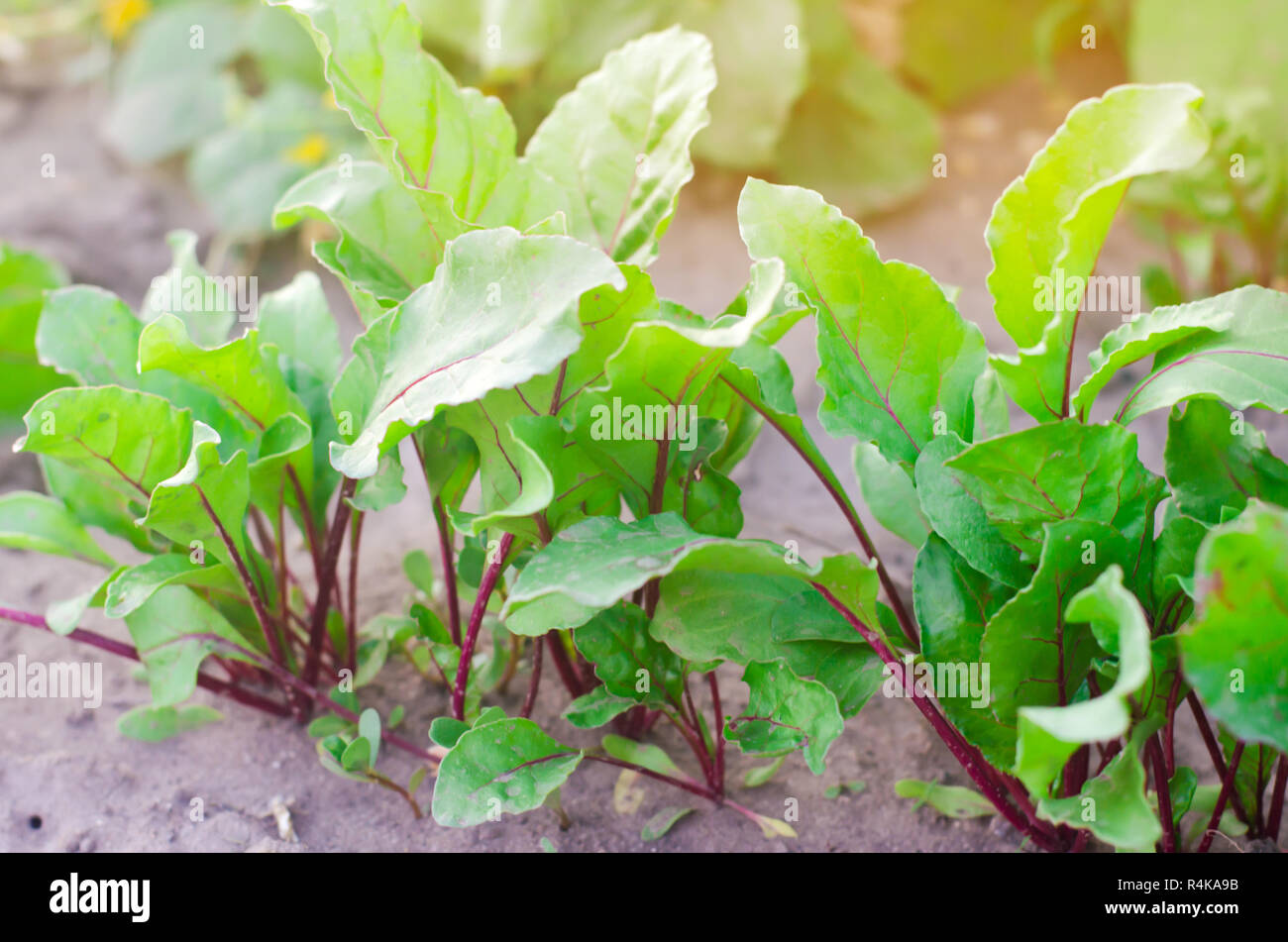 fresh young beets growing in the garden. green leaves. useful