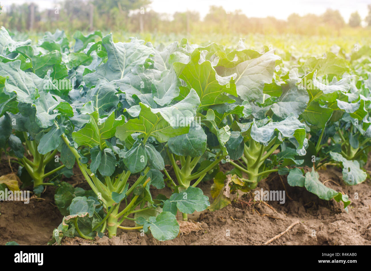 broccoli growing in the field. fresh organic vegetables agriculture