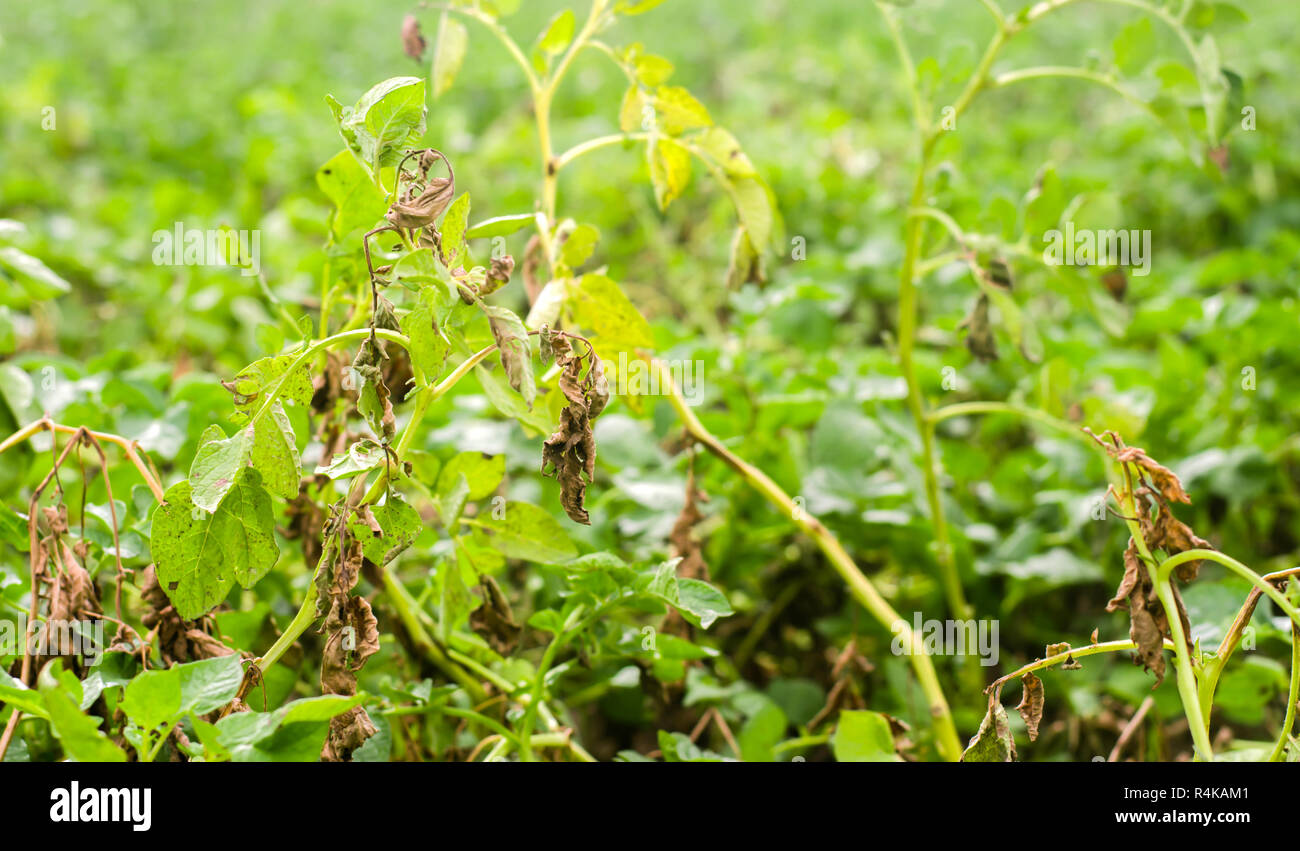 Potato Plant Disease High Resolution Stock Photography And Images Alamy Potato Plant Disease High Resolution Stock Photography And Images Alamy