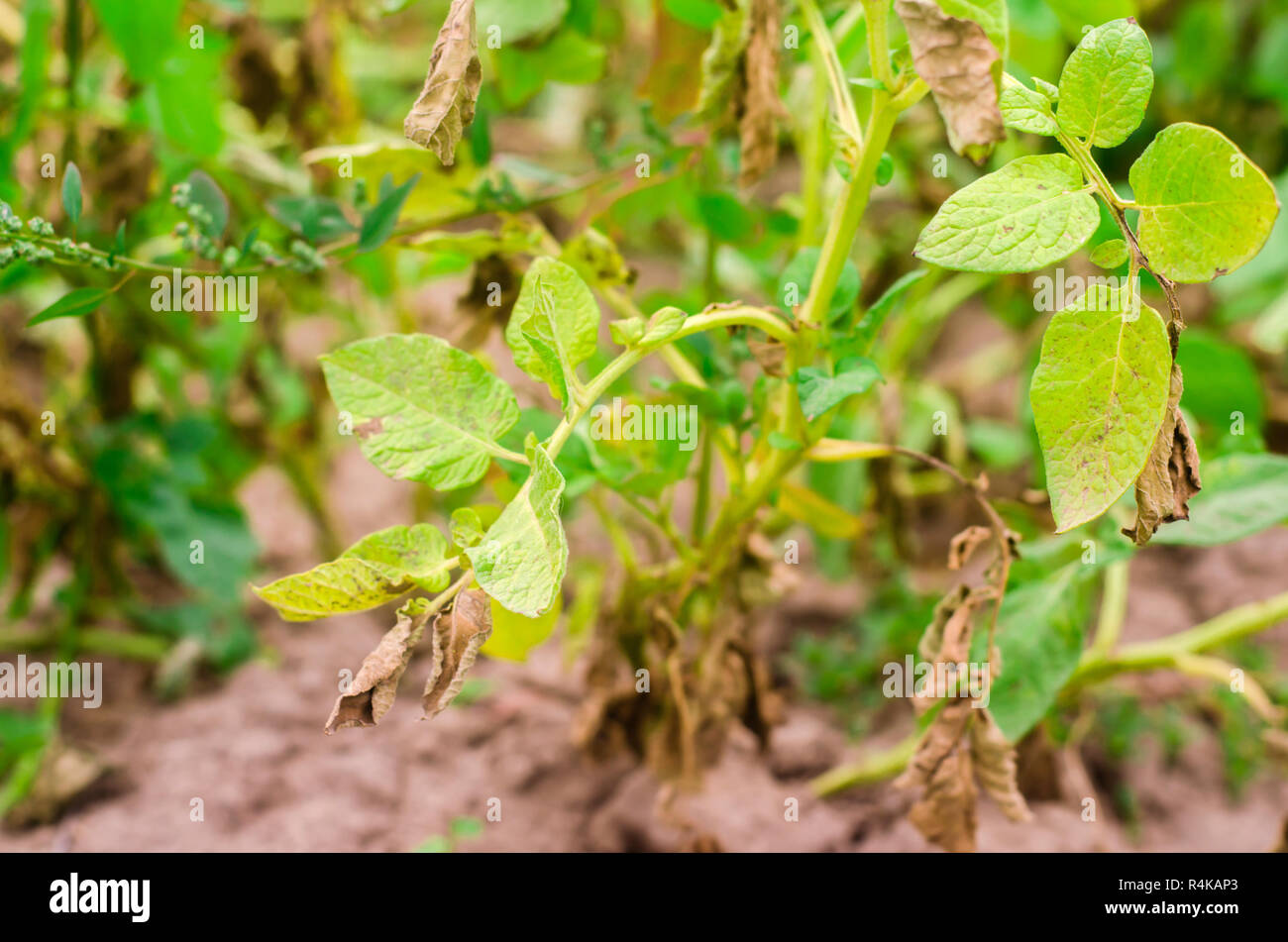 Potato Plant Disease High Resolution Stock Photography And Images Alamy Potato Plant Disease High Resolution Stock Photography And Images Alamy