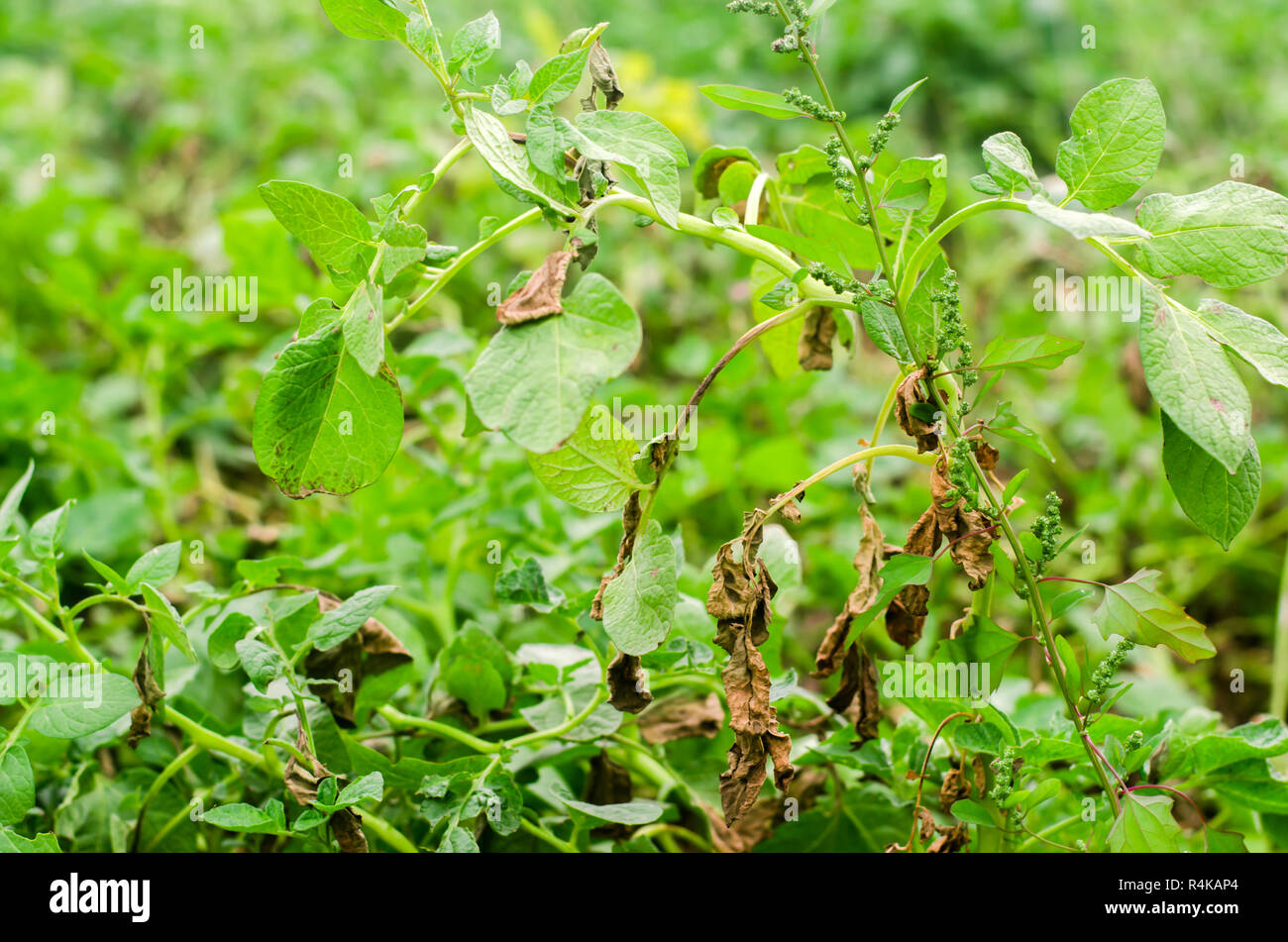 Leaves Of Potato With Diseases. Plant Of Potato Stricken Phytophthora