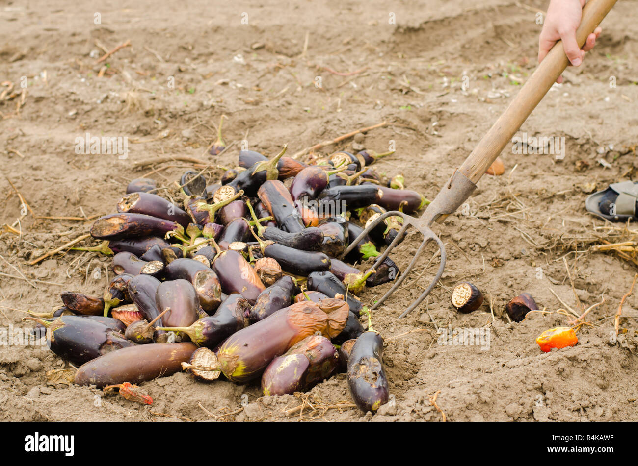 rotten spoiled eggplant vegetables lie on the field. poor harvest ...