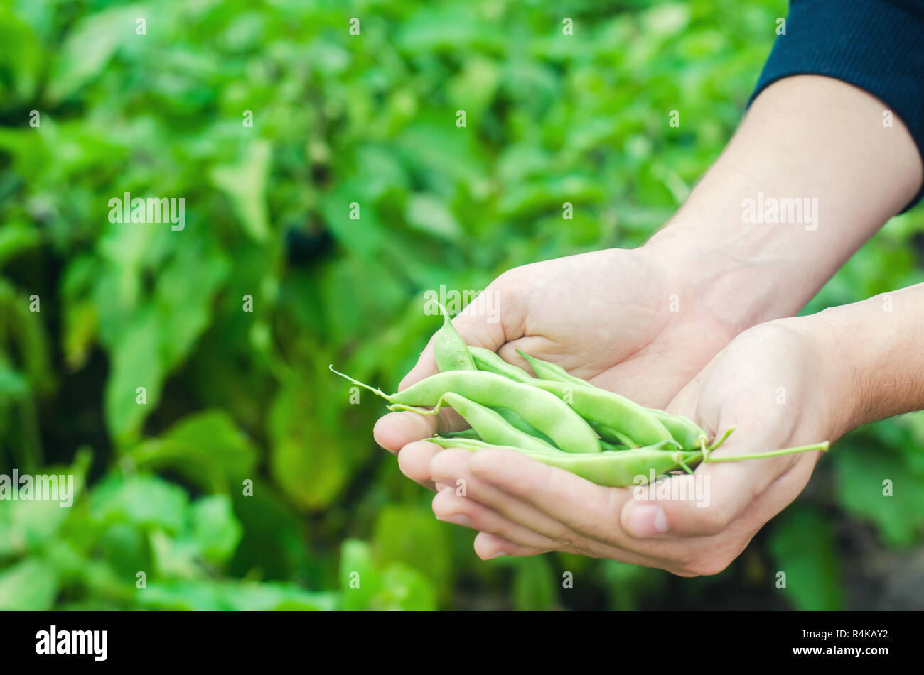 farmer holds fresh beans in hands. french beans. harvest on the field