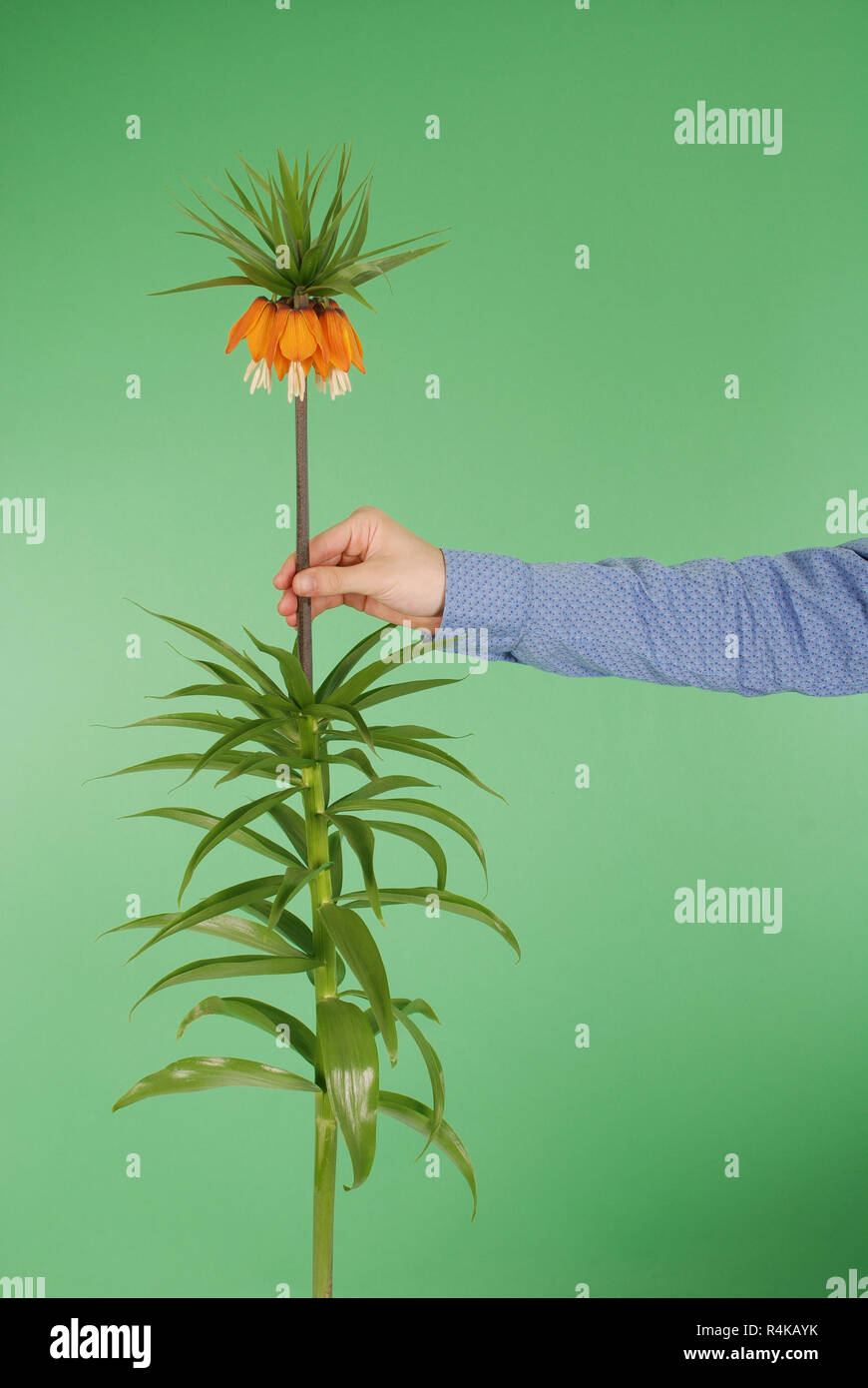 Hand hold royal crown flowers. Kaiser's crown (Fritillaria imperialis) isolated on green background Stock Photo