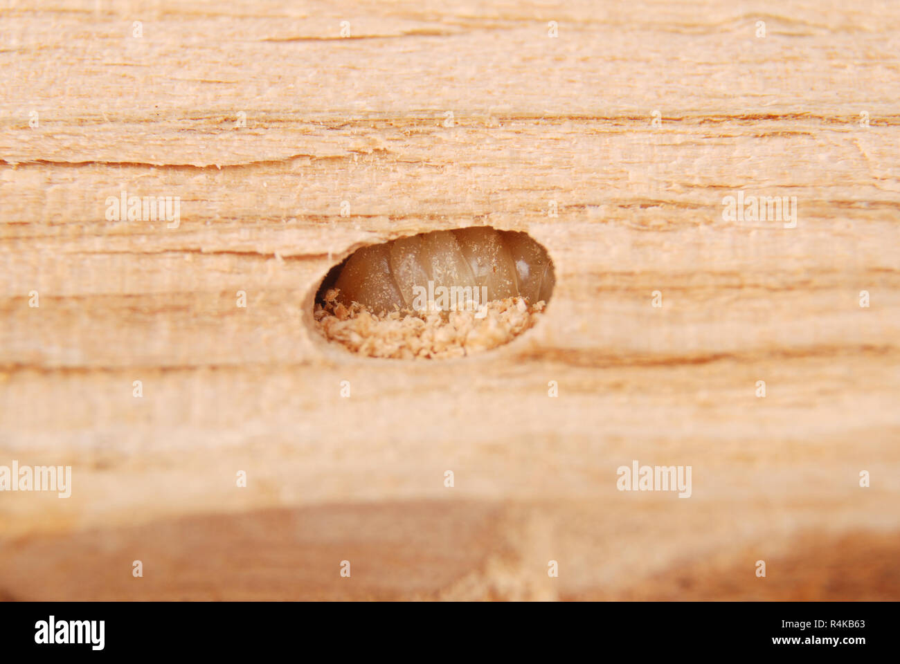 Larva bark beetle (Scolytinae). Larva of Bark beetles legless in his burrow on wood background