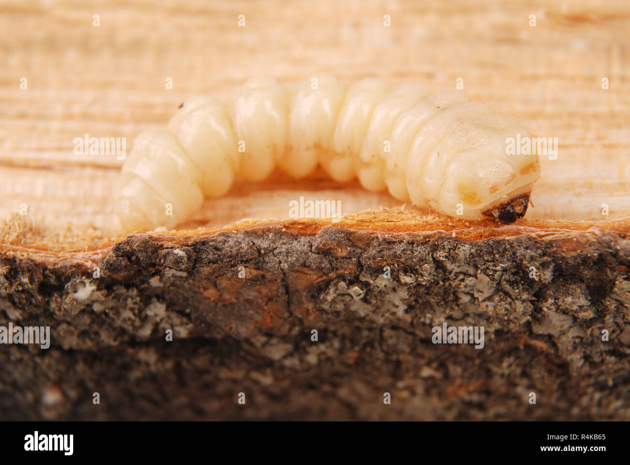 Larva bark beetle (Scolytinae). Larva of Bark beetles legless on wood background. Stock Photo