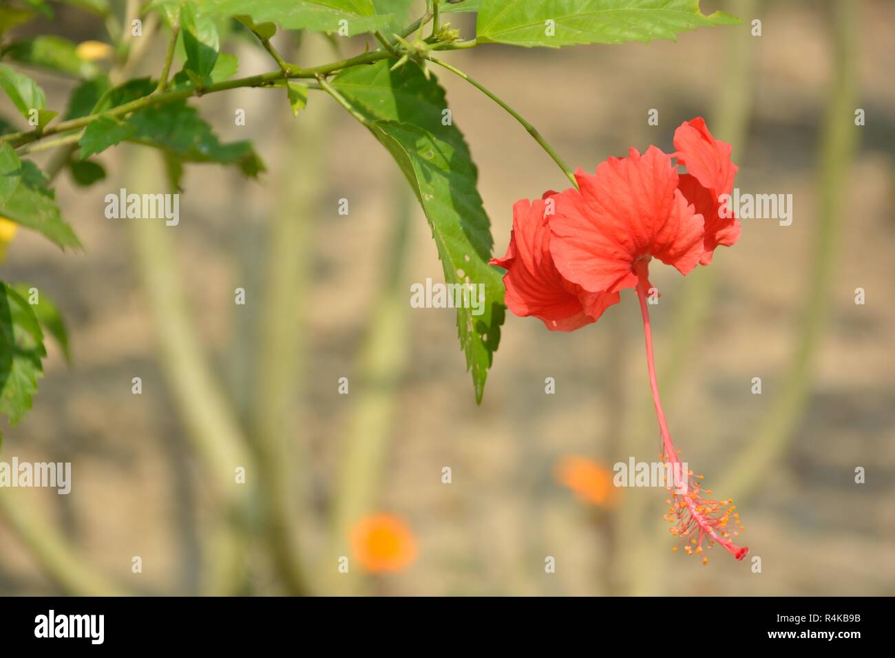 A single China Rose ( Hibiscus Rosasinensis ) also known as Chinese hibiscus and shoeblackplant in closeup hanging down in a garden with green leaves. Stock Photo