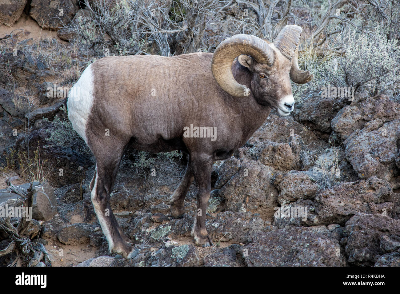 Large Rocky Mountain bighorn sheep ram in the Rio Grande Gorge near Taos,  New Mexico Stock Photo - Alamy