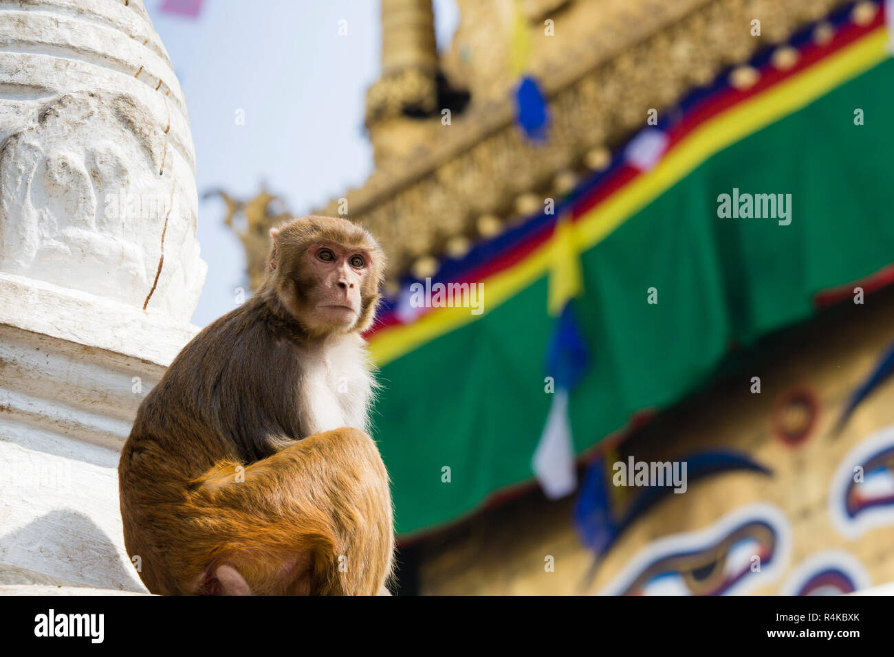 Stupa in Swayambhunath Monkey temple in Kathmandu, Nepal Stock Photo ...