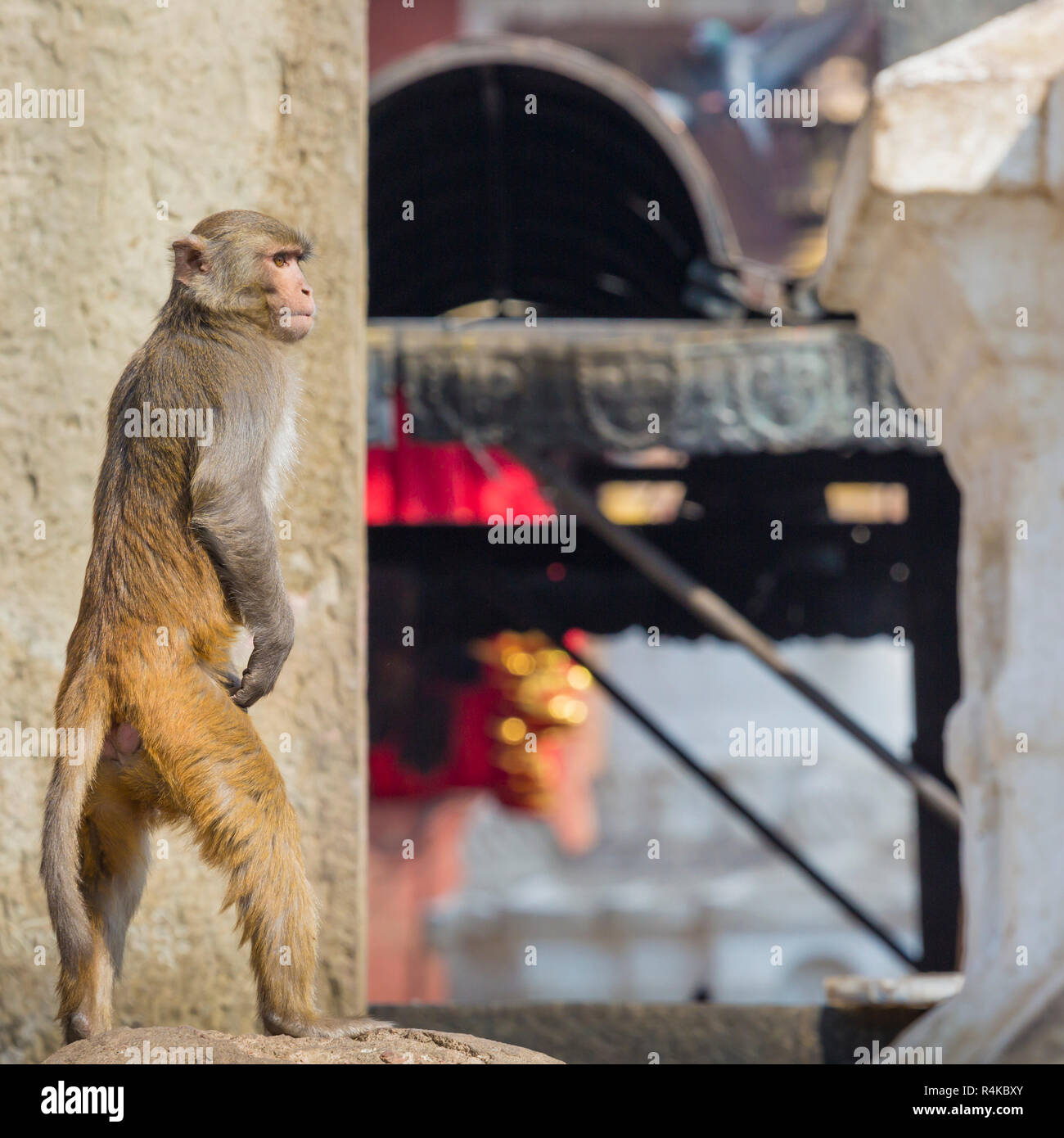 Stupa in Swayambhunath Monkey temple in Kathmandu, Nepal Stock Photo ...