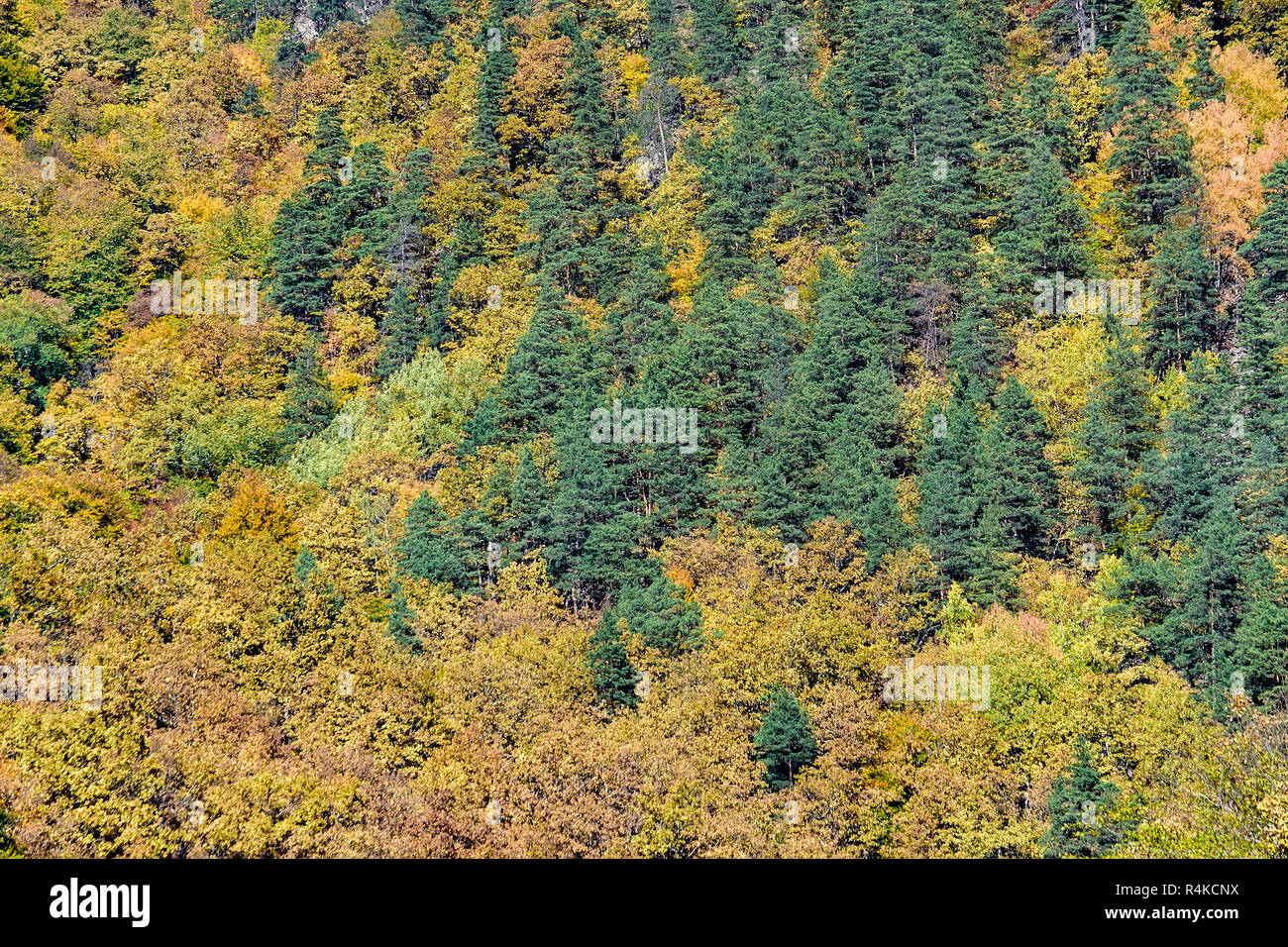 Scenic landscape with mountain forest in fall Stock Photo - Alamy