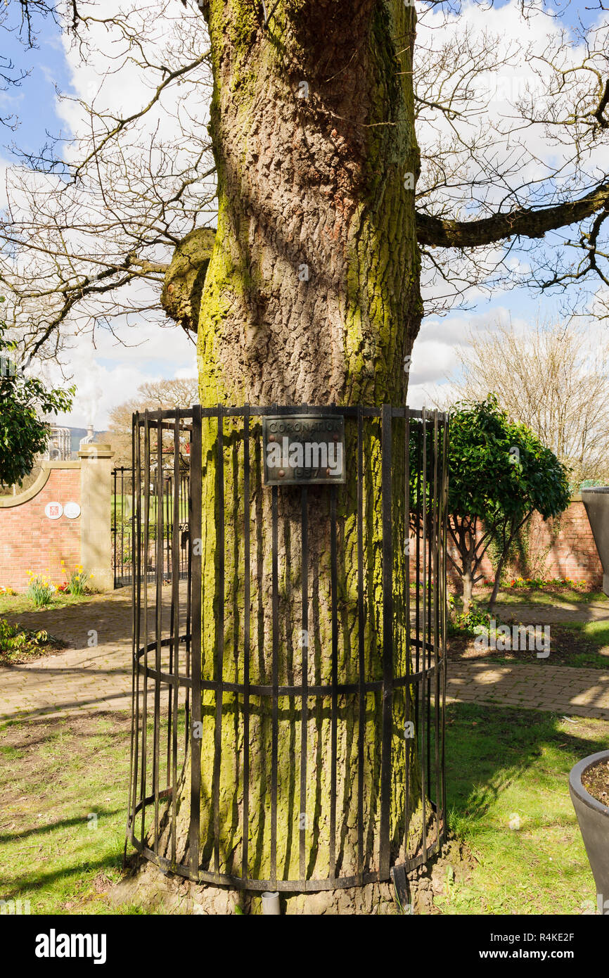 Coronation oak tree planted to commemorate the crowning of King