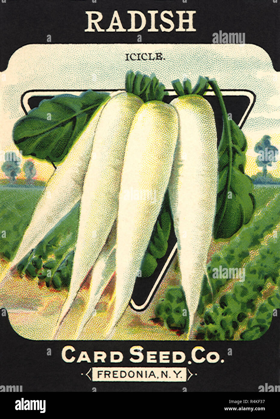 Radish Seed Packet Stock Photo Alamy